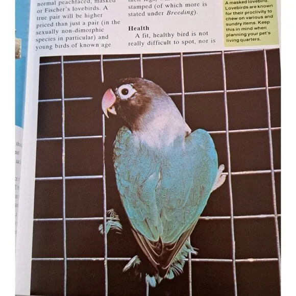 🪻BOGO🪻 Lovebirds as a New Pet by‎ Denton, Oliver Paperback - Picture 6 of 7